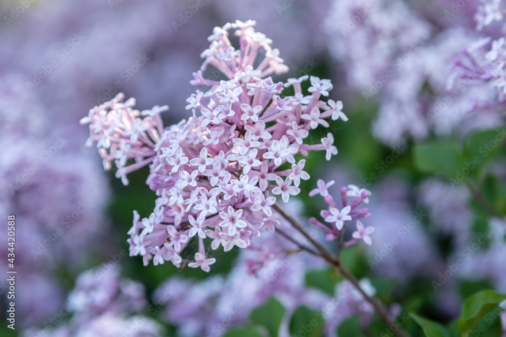 Lilac blossoms with shallow focus.