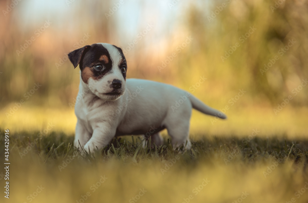 A cute jack russell terrier puppy, photo with blurry background