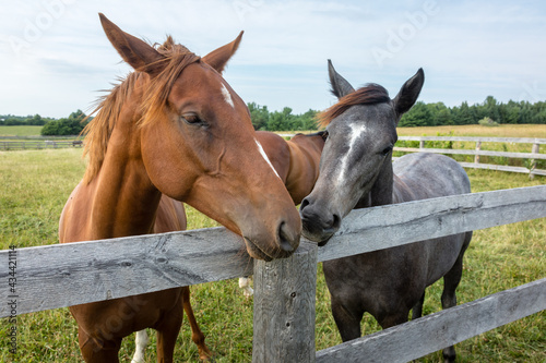 A close-up of two horses standing behind a fence interacting with each other. © LorneChapmanPhoto