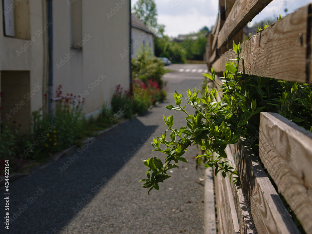 Fototapeta premium Ruelle décorée de plantes