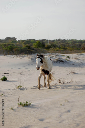A wild horse standing on the sandy dunes of Assateague Island, Worcester County, Maryland.
