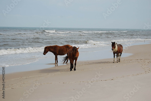 Wild horses hanging out on the beach, Assateague Island, Worcester County, Maryland. 
