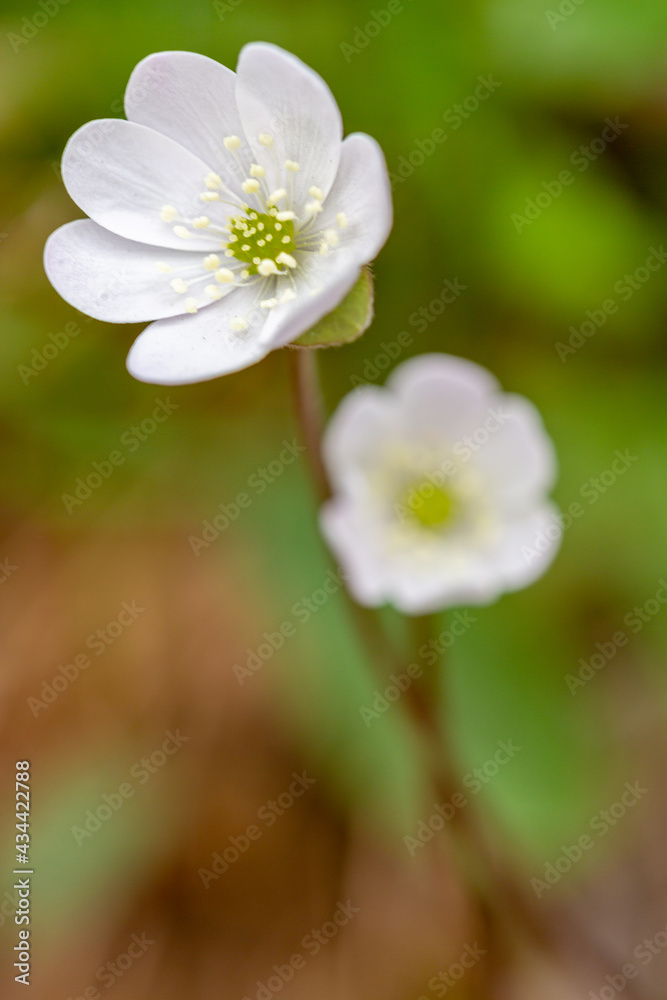 Macrophotographie de fleur sauvage - Anémone hépatique - Anemone hepatica