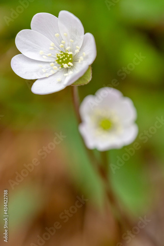 Macrophotographie de fleur sauvage - Anémone hépatique - Anemone hepatica