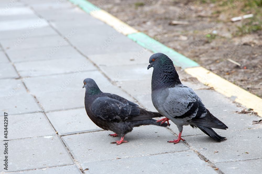 Obraz premium Mating season for pigeons