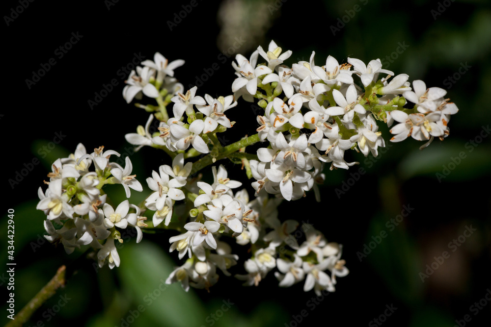 Macrophotographie de fleur sauvage - Fleurs de troène commun - Ligustrum vulgare Macrophotographie de fleur sauvage - Fleurs de troène commun - Ligustrum vulgare