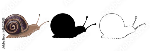 Set of three insect snails - brown in cartoon style, black silhouette and outline style. Drawing isolated on a white background. Stock vector illustration.