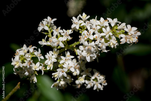 Macrophotographie de fleur sauvage - Fleurs de troène commun - Ligustrum vulgare