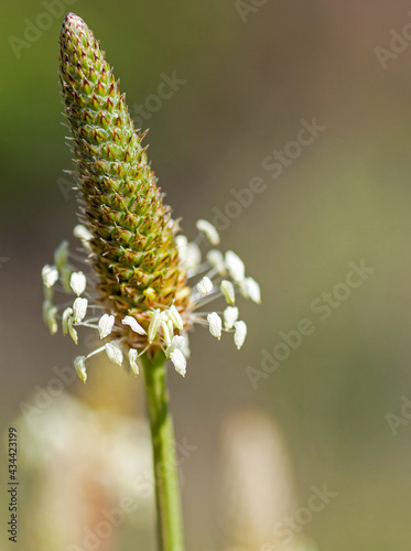 Macrophotographie de fleur sauvage - Plantain lancéolé - Plantago lanceolata © panosud360