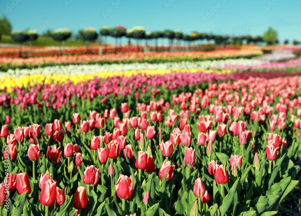 Beautiful view of field with blossoming tulips on sunny day