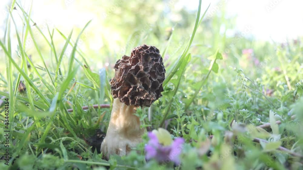 morel grows in the spring forest morel grows in the spring forest