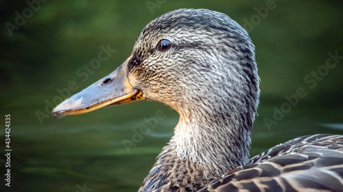 A close up of a Duck swimming in the river
