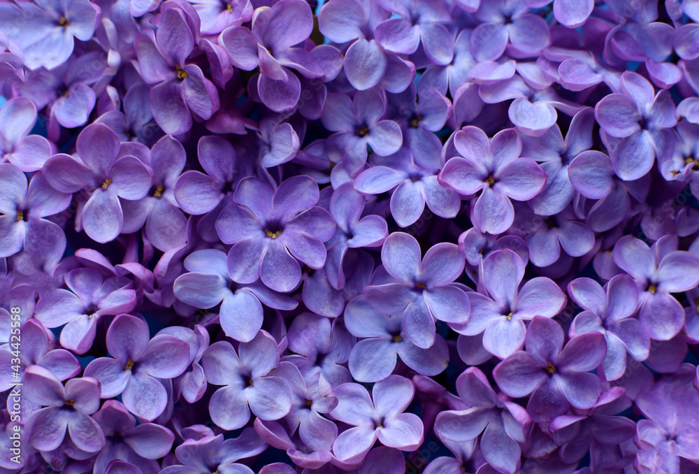 Beautiful purple background from lilac flowers close-up. Spring flowers of lilac.