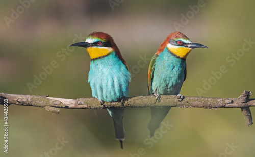 pair of beautiful colored birds