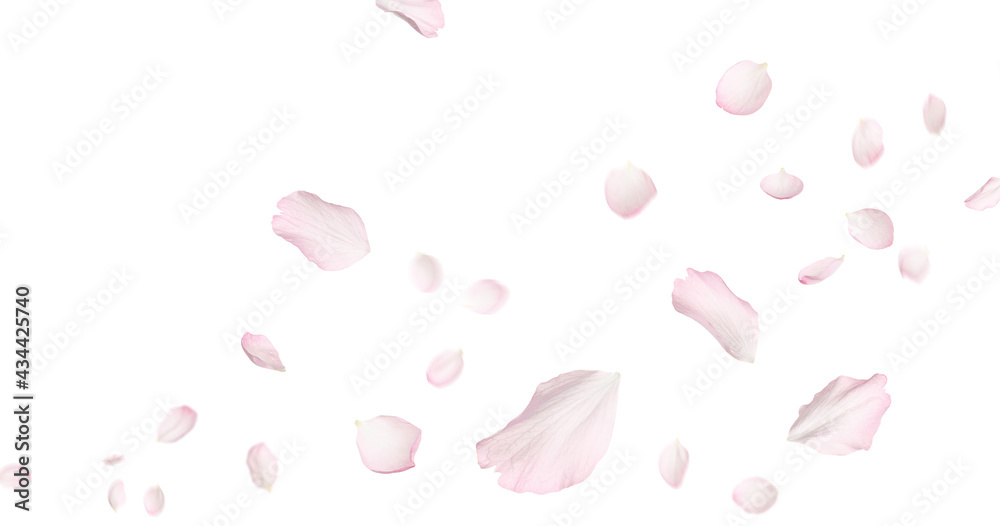 Beautiful sakura flower petals flying on white background. Banner design