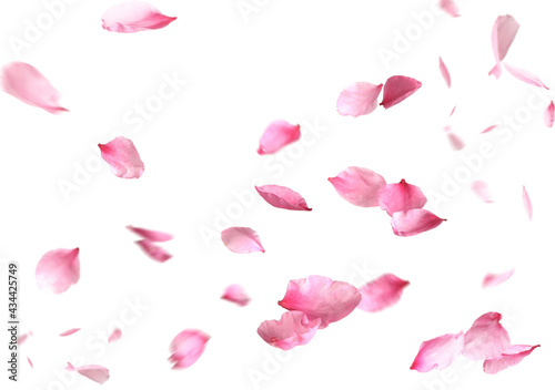 Beautiful sakura flower petals flying on white background