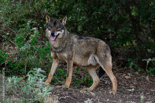 Iberischer Wolf // Iberian wolf // Lobo ibérico (Canis lupus signatus) photo