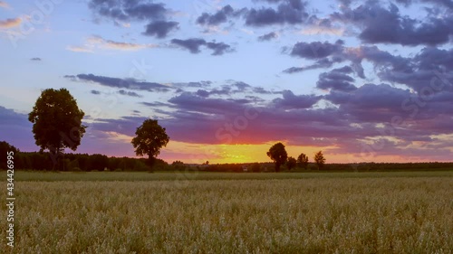 Sunrise over oat field in summer. 4k timalapse.