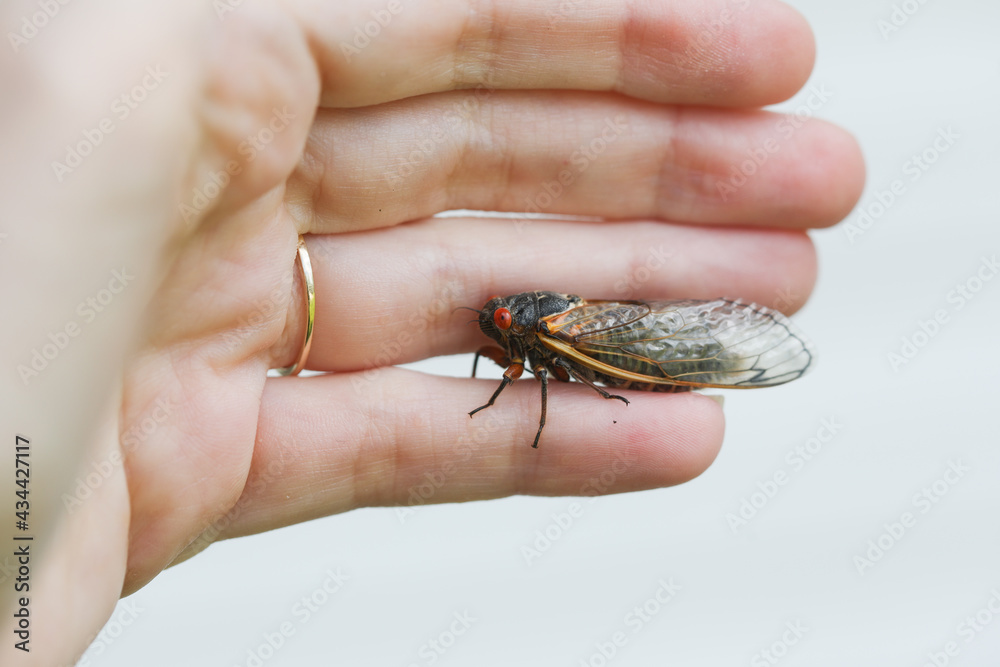 Periodical Brood X cicadas emerge after 17 years underground