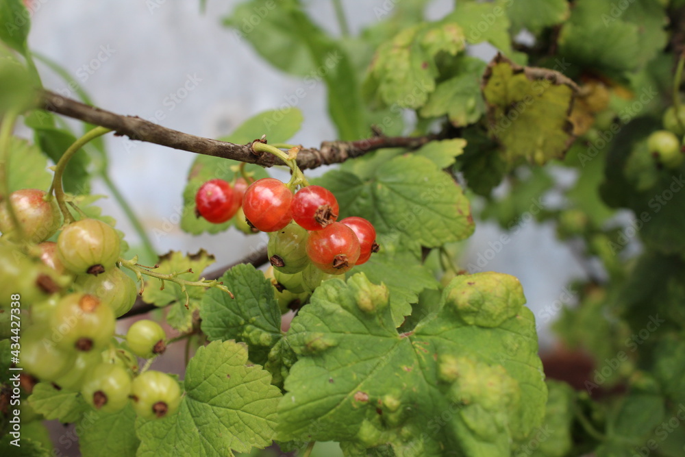 redcurrant berries grow on the bush against the background of the edilous leaves. summer. ingathering. horticulture. Crop redcurrant berries grow on the bush against the background of the edilous leaves. summer. ingathering. horticulture. Crop