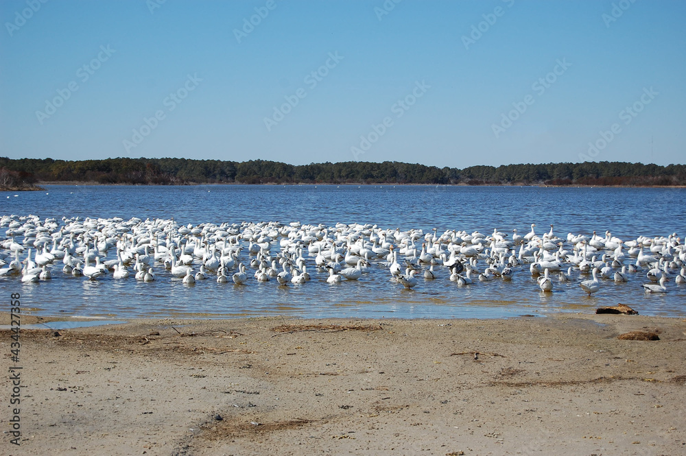 A flock of snow geese gathered along the shores of the Chincoteague National Wildlife Refuge, on the Virginia side of Assateague Island.