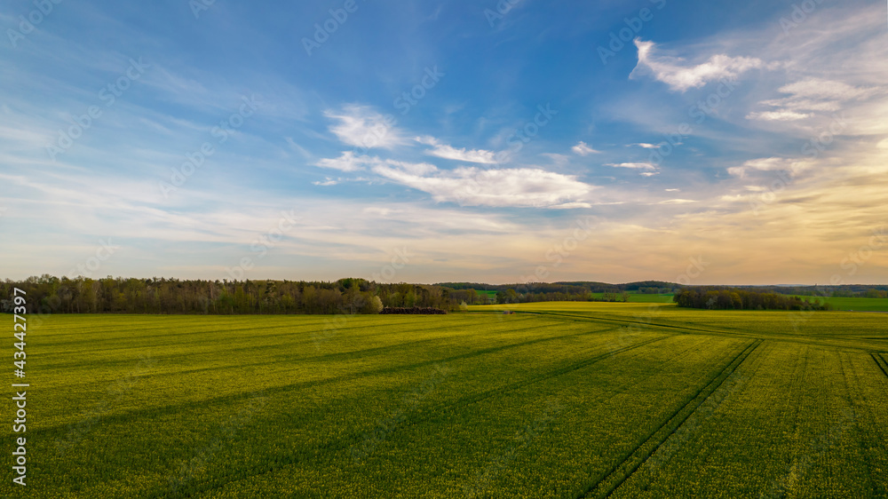 ein blühendes Rapsfeld vor blauem Himmel mit Wolken ein blühendes Rapsfeld vor blauem Himmel mit Wolken