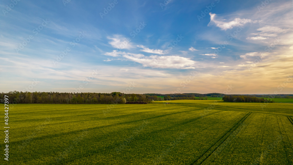 ein blühendes Rapsfeld vor blauem Himmel mit Wolken 