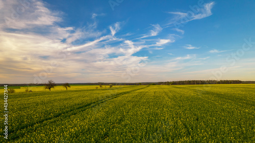 ein bl  hendes Rapsfeld vor blauem Himmel mit Wolken 