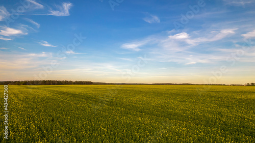 ein bl  hendes Rapsfeld vor blauem Himmel mit Wolken 