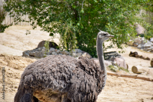 ostrich on the farm