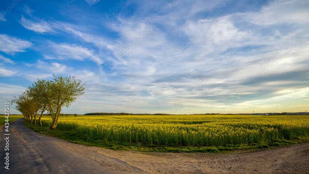 ein blühendes Rapsfeld vor blauem Himmel mit Wolken ein blühendes Rapsfeld vor blauem Himmel mit Wolken