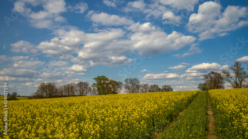 ein bl  hendes Rapsfeld vor blauem Himmel mit Wolken 