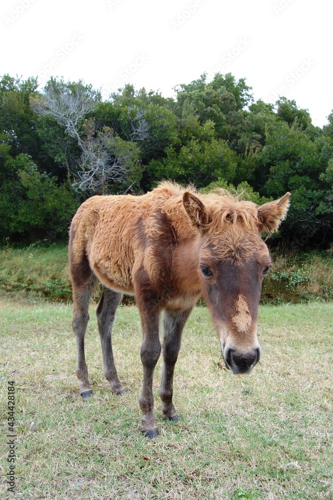 A young wild horse roaming Assateague Island, in Worcester County, Maryland. A young wild horse roaming Assateague Island, in Worcester County, Maryland.