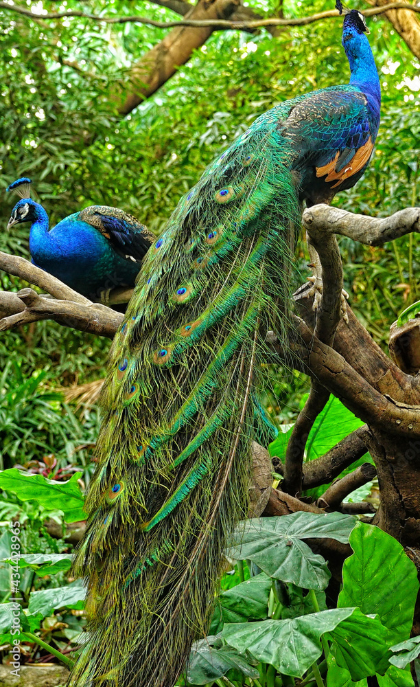 Obraz premium Chimelong Safari Park Guangzhou birds life bright colors