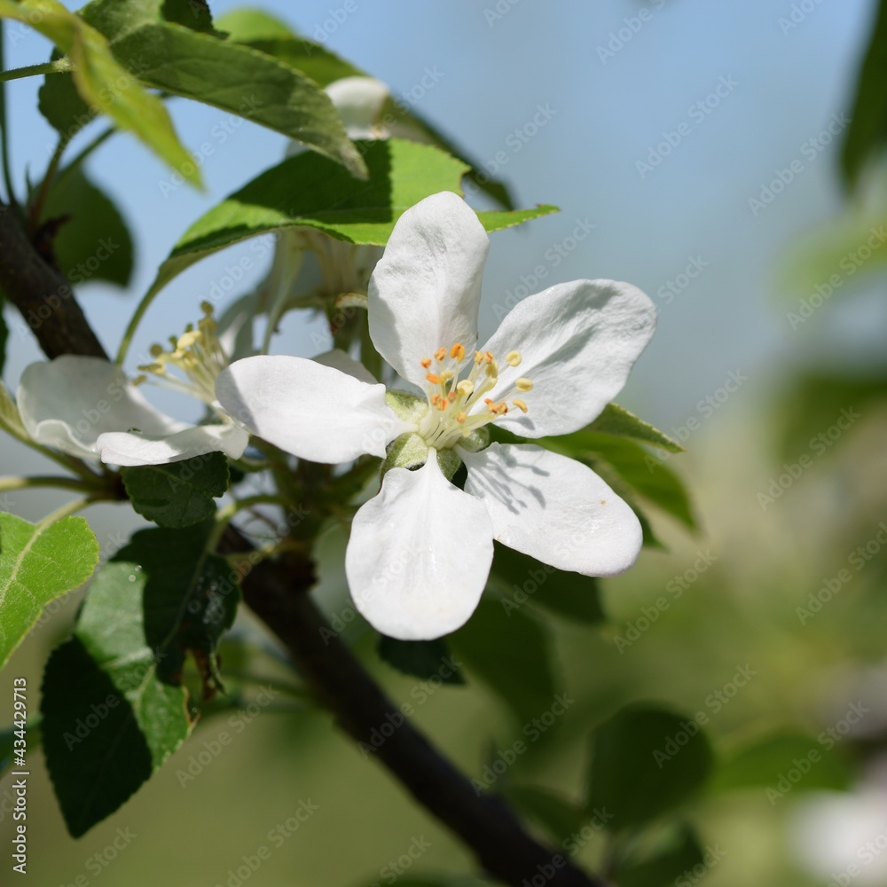 Blooming apple closeup, bokeh background Blooming apple closeup, bokeh background