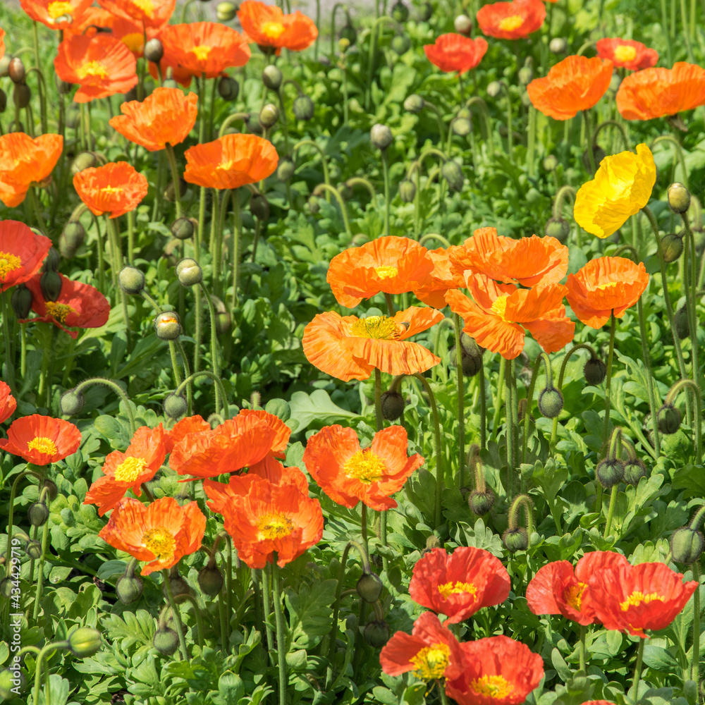 Red and orange poppies in the flowerbed lined with bright sun Red and orange poppies in the flowerbed lined with bright sun
