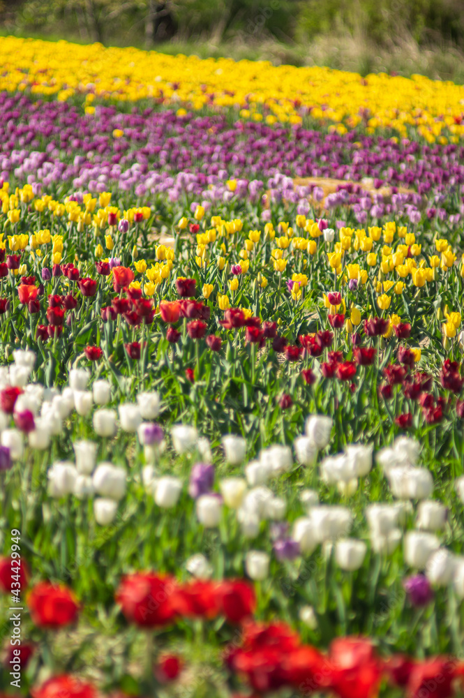 Amazing tulip flowers blooming in a tulip field