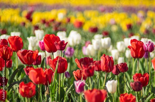 Amazing tulip flowers blooming in a tulip field