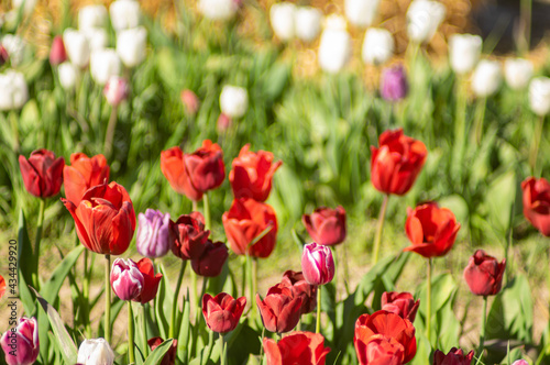 Amazing tulip flowers blooming in a tulip field