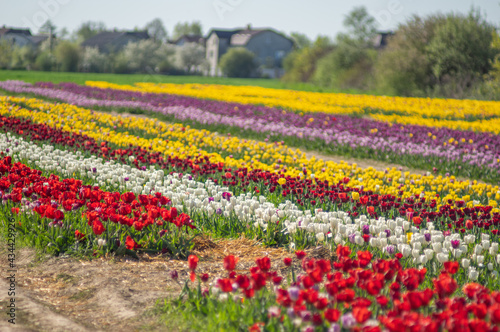 Wallpaper Mural Amazing tulip flowers blooming in a tulip field Torontodigital.ca