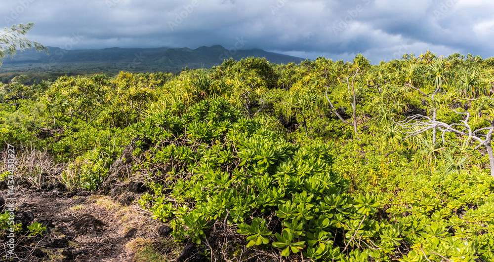 Hala Tree Forest On The Kipapa O Kikapi'ilani Trail, Waianapanapa State Park, Maui, Hawaii, USA