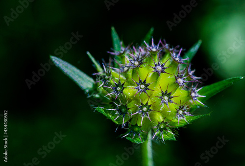 Macrophotographie de fleur sauvage - Knautie des bois - Knautia dipsacifolia photo