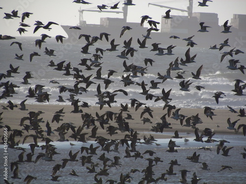 Migración aves