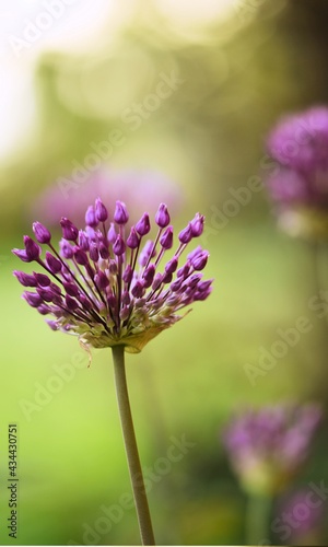 Fototapeta Naklejka Na Ścianę i Meble -  Allium Giganteum blooming in a garden, ornamental garlic flowers, bokeh background, closeup