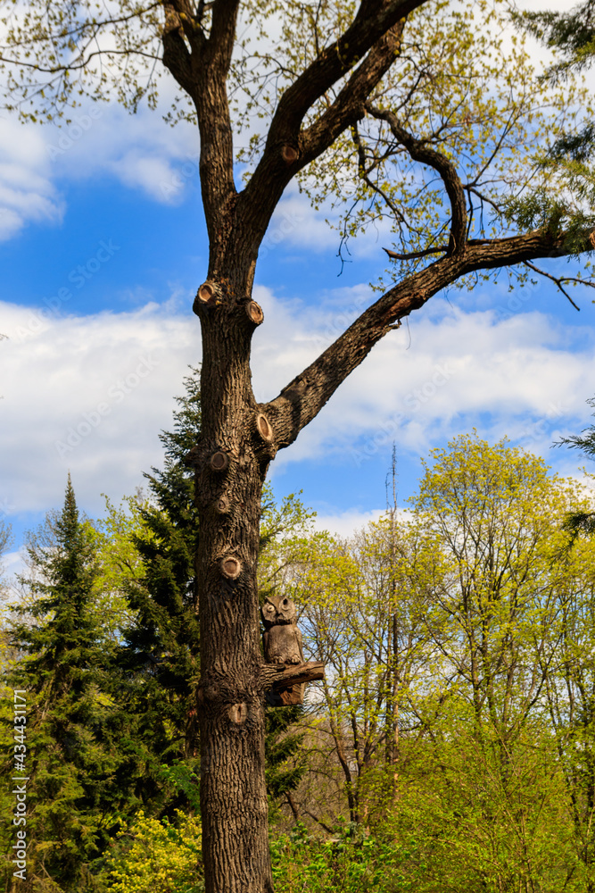 Wooden sculpture of owl sitting on a tree in the Krasnokutsk park, Kharkiv region, Ukraine