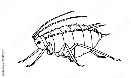 fat aphid side view, voracious insect, parasite, agricultural pest, plant louse, vector illustration with black ink contour lines isolated on a white background in hand drawn style