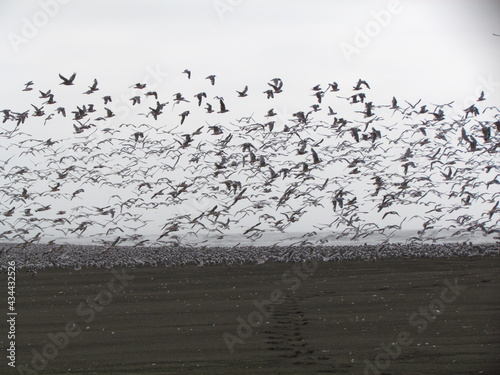 Aves playeras, Migración de aves