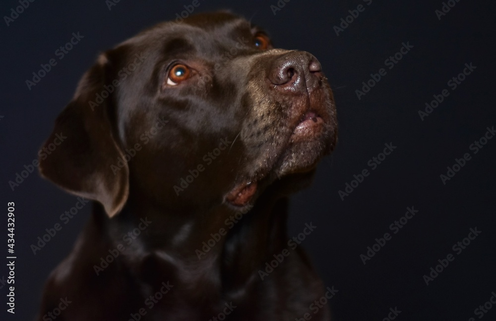 portrait of brown labrador on black background