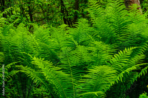 Green fern plants in the forest on spring © ihorbondarenko