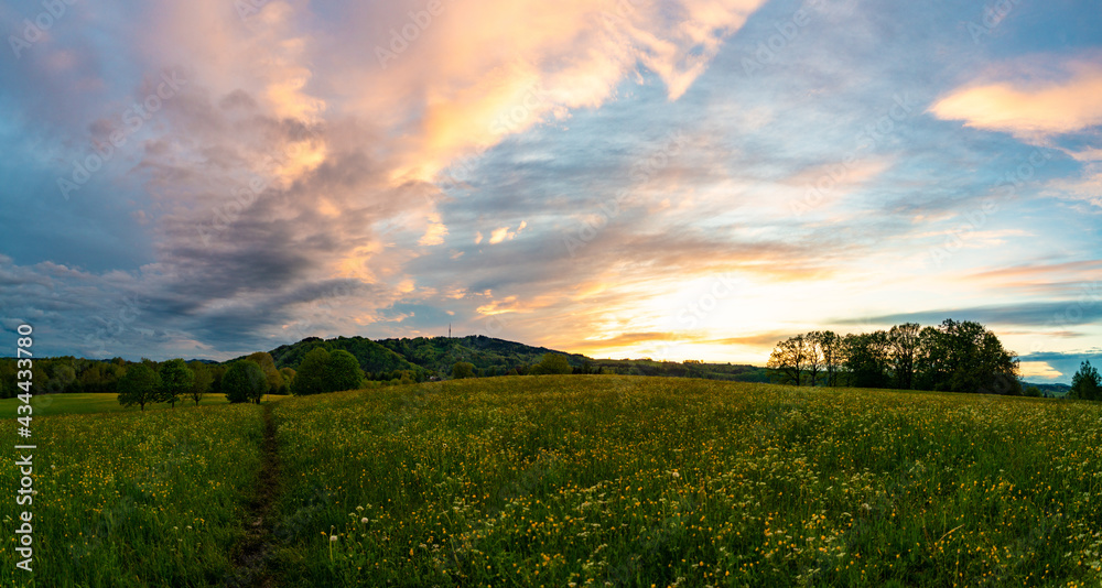 Obraz premium Blumenwiese, Hohenpeissenberg, Weilheim Schongau, Bayern, Oberbayern, Deutschland